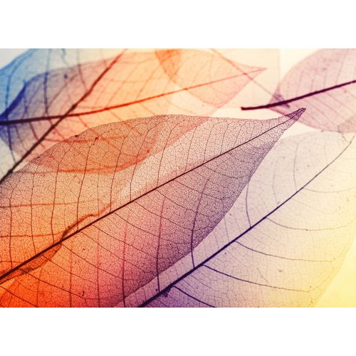 4059432187687 - LIVING WALLS Fototapete Designwalls Limpid Leaf 1 Tapeten Vlies Wand Schräge Decke Gr B L 35 m x 255 m bunt (orange violett blau) Fototapeten Blumen Tapeten