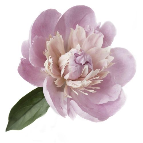 4049009858096 - Wandtattoo »Alena« (1 St) Wandbild Sticker rosa Blume Blüte selbstklebend Pastellfarben