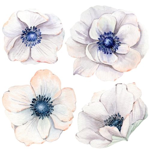 4049009857945 - Wandtattoo QUEENCE Mareike Wandtattoos Gr B H 80 cm x 80 cm Blume blau Wandtattoos Natur 4049009857945 - Wandtattoo QUEENCE Mareike Wandtattoos Gr B H 80 cm x 80 cm Blume blau Wandtattoos Natur