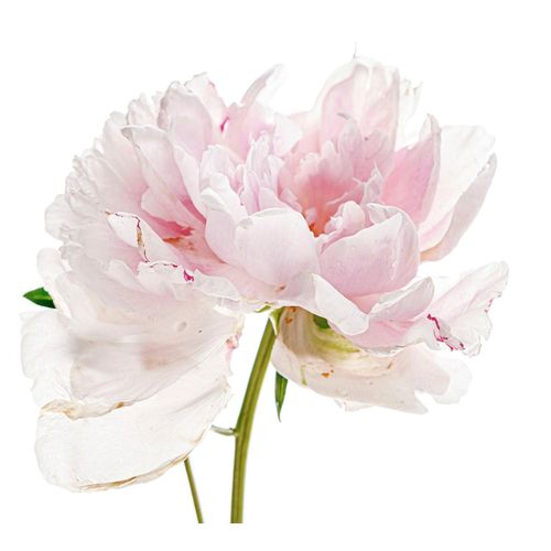 4049009858461 - Wandtattoo QUEENCE Annalena Wandtattoos Gr B H 80 cm x 80 cm Blume rosa Wandtattoos Natur