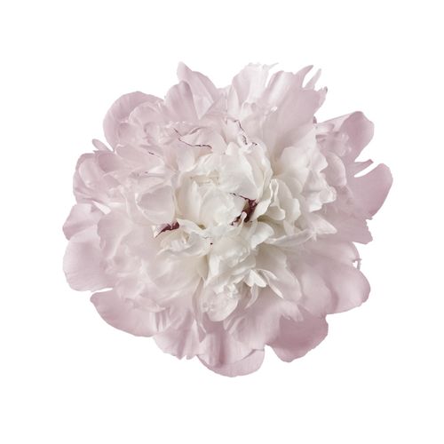 4049009857921 - Wandtattoo QUEENCE Julia Wandtattoos Gr B H 90 cm x 90 cm Blume rosa Wandtattoos Natur 4049009857921 - Wandtattoo QUEENCE Julia Wandtattoos Gr B H 90 cm x 90 cm Blume rosa Wandtattoos Natur
