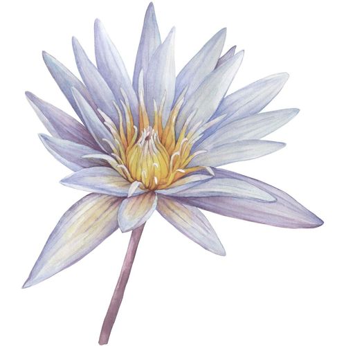 4049009858133 - Wandtattoo QUEENCE Sahara Wandtattoos Gr B H 80 cm x 80 cm Blume lila (violett) Wandtattoos Natur 4049009858133 - Wandtattoo QUEENCE Sahara Wandtattoos Gr B H 80 cm x 80 cm Blume lila (violett) Wandtattoos Natur