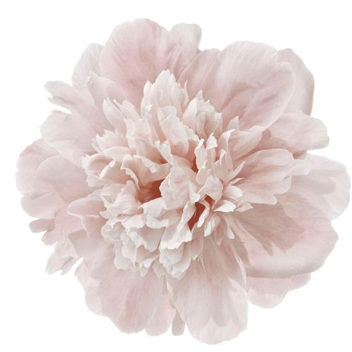 4049009857983 - Wandtattoo »Doreen« (1 St) Wandbild Sticker rosa Blume Blüte selbstklebend Pastellfarben
