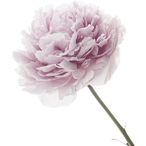 4049009858430 - Wandtattoo QUEENCE Anna Wandtattoos Gr B H 80 cm x 80 cm Blume rosa Wandtattoos Natur 4049009858430 - Wandtattoo QUEENCE Anna Wandtattoos Gr B H 80 cm x 80 cm Blume rosa Wandtattoos Natur