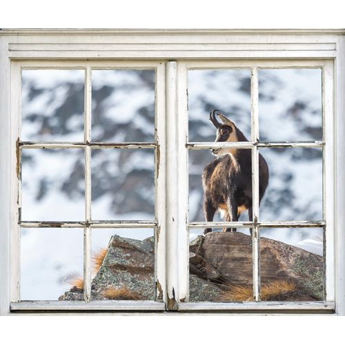 4049009354031 - Wandsticker QUEENCE Steinbock Wandtattoos Gr B H T 40 cm x 60 cm x 01 cm Tiere braun Wandtattoos Tiere
