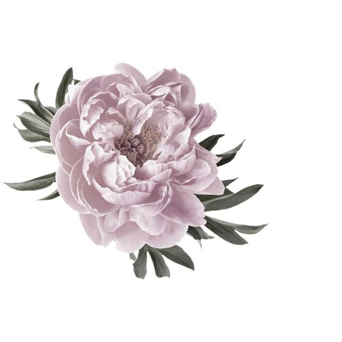 4049009858386 - Wandtattoo QUEENCE Amelie Wandtattoos Gr B H 90 cm x 90 cm Blume rosa Wandtattoos Natur 4049009858386 - Wandtattoo QUEENCE Amelie Wandtattoos Gr B H 90 cm x 90 cm Blume rosa Wandtattoos Natur