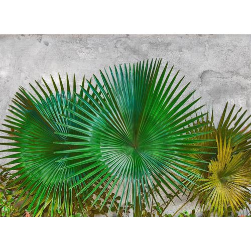 4059432188929 - LIVING WALLS Fototapete Designwalls Agave Leaves Tapeten Vlies Wand Schräge Decke Gr B L 35 m x 255 m grün (grün grau) Fototapeten Blumen Tapeten 4059432188929 - LIVING WALLS Fototapete Designwalls Agave Leaves Tapeten Vlies Wand Schräge Decke Gr B L 35 m x 255 m grün (grün grau) Fototapeten Blumen Tapeten