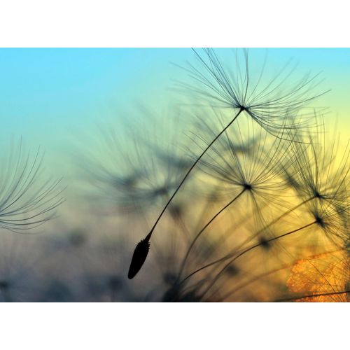 4059432187724 - LIVING WALLS Fototapete Designwalls Flying Dandelion 1 Tapeten Vlies Wand Schräge Decke Gr B L 35 m x 255 m bunt (blau gelb orange) Fototapeten Blumen Tapeten 4059432187724 - LIVING WALLS Fototapete Designwalls Flying Dandelion 1 Tapeten Vlies Wand Schräge Decke Gr B L 35 m x 255 m bunt (blau gelb orange) Fototapeten Blumen Tapeten