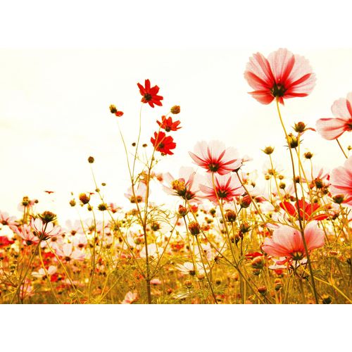 4059432187823 - LIVING WALLS Fototapete Designwalls Flower Meadow 2 Tapeten Vlies Wand Schräge Decke Gr B L 35 m x 255 m bunt (rosa grün weiß) Fototapeten Blumen Tapeten 4059432187823 - LIVING WALLS Fototapete Designwalls Flower Meadow 2 Tapeten Vlies Wand Schräge Decke Gr B L 35 m x 255 m bunt (rosa grün weiß) Fototapeten Blumen Tapeten