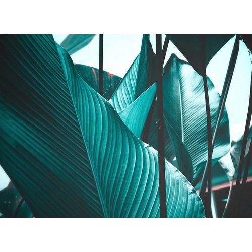 4059432187403 - LIVING WALLS Fototapete Designwalls Leaf Stalks 2 Tapeten Vlies Wand Schräge Decke Gr B L 35 m x 255 m blau (blau weiß) Fototapeten Blumen Tapeten 4059432187403 - LIVING WALLS Fototapete Designwalls Leaf Stalks 2 Tapeten Vlies Wand Schräge Decke Gr B L 35 m x 255 m blau (blau weiß) Fototapeten Blumen Tapeten