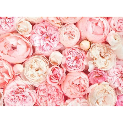 4059432187045 - LIVING WALLS Fototapete Designwalls Roses Tapeten Vlies Wand Schräge Decke Gr B L 35 m x 255 m rosa (rosa creme) Fototapeten Blumen Tapeten 4059432187045 - LIVING WALLS Fototapete Designwalls Roses Tapeten Vlies Wand Schräge Decke Gr B L 35 m x 255 m rosa (rosa creme) Fototapeten Blumen Tapeten