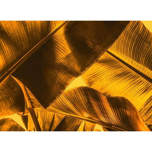 4059432187366 - LIVING WALLS Fototapete Designwalls Broken Leaf 2 Tapeten Vlies Wand Schräge Decke Gr B L 35 m x 255 m orange (orange gelb) Fototapeten Blumen Tapeten 4059432187366 - LIVING WALLS Fototapete Designwalls Broken Leaf 2 Tapeten Vlies Wand Schräge Decke Gr B L 35 m x 255 m orange (orange gelb) Fototapeten Blumen Tapeten