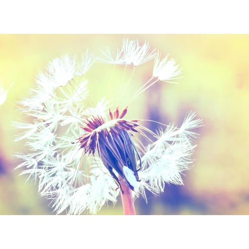 4059432187786 - LIVING WALLS Fototapete Designwalls Dandelion 2 Tapeten Vlies Wand Schräge Decke Gr B L 35 m x 255 m orange Fototapeten Blumen Tapeten 4059432187786 - LIVING WALLS Fototapete Designwalls Dandelion 2 Tapeten Vlies Wand Schräge Decke Gr B L 35 m x 255 m orange Fototapeten Blumen Tapeten