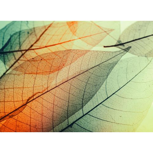 4059432187700 - LIVING WALLS Fototapete Designwalls Limpid Leaf 2 Tapeten Vlies Wand Schräge Decke Gr B L 35 m x 255 m orange (orange grün) Fototapeten Blumen Tapeten 4059432187700 - LIVING WALLS Fototapete Designwalls Limpid Leaf 2 Tapeten Vlies Wand Schräge Decke Gr B L 35 m x 255 m orange (orange grün) Fototapeten Blumen Tapeten