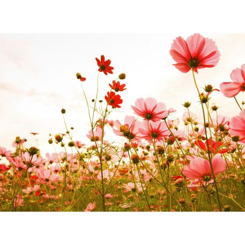 4059432187809 - LIVING WALLS Fototapete Designwalls Flower Meadow 1 Tapeten Vlies Wand Schräge Decke Gr B L 35 m x 255 m bunt (rosa grün weiß) Fototapeten Blumen Tapeten 4059432187809 - LIVING WALLS Fototapete Designwalls Flower Meadow 1 Tapeten Vlies Wand Schräge Decke Gr B L 35 m x 255 m bunt (rosa grün weiß) Fototapeten Blumen Tapeten