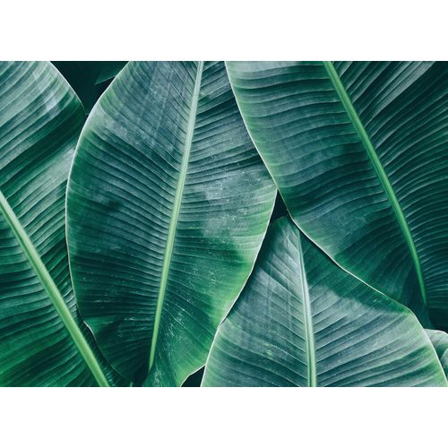 4059432187427 - LIVING WALLS Fototapete Designwalls Banana Leaves 1 Tapeten Vlies Wand Schräge Decke Gr B L 35 m x 255 m grün (grün schwarz) Fototapeten Blumen Tapeten 4059432187427 - LIVING WALLS Fototapete Designwalls Banana Leaves 1 Tapeten Vlies Wand Schräge Decke Gr B L 35 m x 255 m grün (grün schwarz) Fototapeten Blumen Tapeten