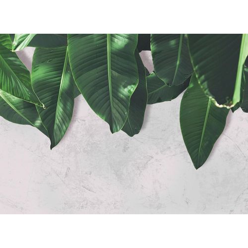 4059432187281 - LIVING WALLS Fototapete Designwalls Leaves Wall 2 Tapeten Vlies Wand Schräge Decke Gr B L 35 m x 255 m grün (grün grau) Fototapeten Blumen Tapeten 4059432187281 - LIVING WALLS Fototapete Designwalls Leaves Wall 2 Tapeten Vlies Wand Schräge Decke Gr B L 35 m x 255 m grün (grün grau) Fototapeten Blumen Tapeten