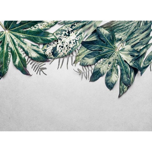 4059432187328 - LIVING WALLS Fototapete Designwalls Leaves Variety 2 Tapeten Vlies Wand Schräge Decke Gr B L 35 m x 255 m grün (grün grau) Fototapeten Blumen Tapeten 4059432187328 - LIVING WALLS Fototapete Designwalls Leaves Variety 2 Tapeten Vlies Wand Schräge Decke Gr B L 35 m x 255 m grün (grün grau) Fototapeten Blumen Tapeten
