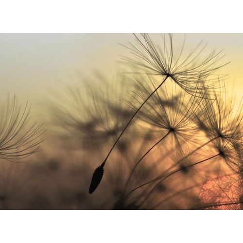 4059432187748 - LIVING WALLS Fototapete Designwalls Flying Dandelion 2 Tapeten Vlies Wand Schräge Decke Gr B L 35 m x 255 m bunt Fototapeten Blumen Tapeten 4059432187748 - LIVING WALLS Fototapete Designwalls Flying Dandelion 2 Tapeten Vlies Wand Schräge Decke Gr B L 35 m x 255 m bunt Fototapeten Blumen Tapeten