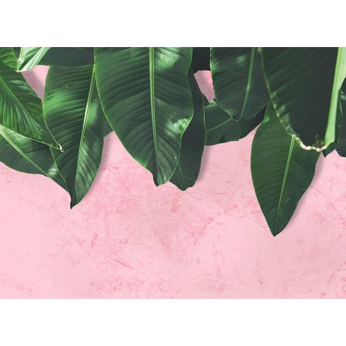 4059432187267 - LIVING WALLS Fototapete Designwalls Leaves Wall 1 Tapeten Vlies Wand Schräge Decke Gr B L 35 m x 255 m grün (grün rosa) Fototapeten Blumen Tapeten 4059432187267 - LIVING WALLS Fototapete Designwalls Leaves Wall 1 Tapeten Vlies Wand Schräge Decke Gr B L 35 m x 255 m grün (grün rosa) Fototapeten Blumen Tapeten