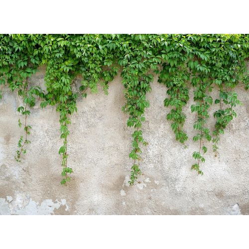 4059432188943 - LIVING WALLS Fototapete Designwalls Climbing Leaves Tapeten Vlies Wand Schräge Decke Gr B L 35 m x 255 m grün (grün grau) Fototapeten Blumen Tapeten 4059432188943 - LIVING WALLS Fototapete Designwalls Climbing Leaves Tapeten Vlies Wand Schräge Decke Gr B L 35 m x 255 m grün (grün grau) Fototapeten Blumen Tapeten