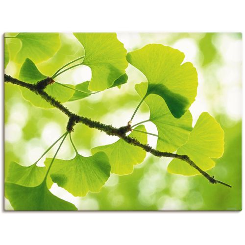 4055327244220 - Wandbild ARTLAND Ginkgo Bilder Gr B H 120 cm x 90 cm Leinwandbild Blätter 1 St grün Bild Kunstdruck Poster Bilder als Leinwandbild Wandaufkleber oder in versch Größen