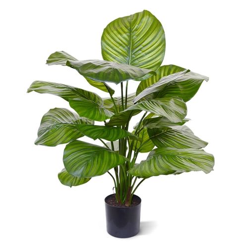 8720956698572 - Kunstpflanze Greens Calathea Ø 50 Höhe 70 cm 8720956698572 - Kunstpflanze Greens Calathea Ø 50 Höhe 70 cm