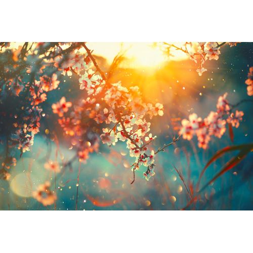 4067437732504 - Leinwandbild QUEENCE Cherry Blossom Bilder Gr B H 90 cm x 60 cm rechteckig Blätter-Blätterbilder-Blumen-Blumenbilder-Bilder vom Sonnenuntergang & -aufgang Querformat 1 St blau Leinwandbilder Akustikbild mit sehr guten Schallabsorptions-Eigenschaften