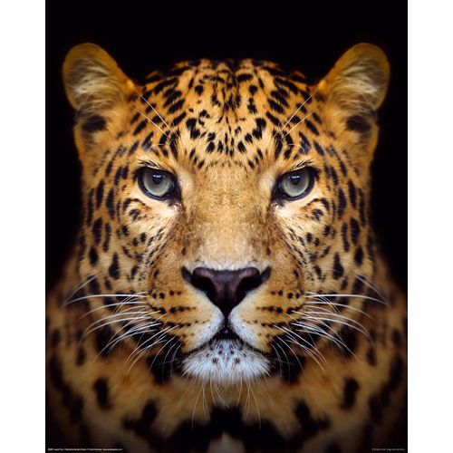 8714597590012 - Wandbild REINDERS Wandbild Leopard Kräftig - Panther Raubetier Gefleckt Bilder Gr B H 40 cm x 50 cm Leopard 1 St braun Kunstdrucke 8714597590012 - Wandbild REINDERS Wandbild Leopard Kräftig - Panther Raubetier Gefleckt Bilder Gr B H 40 cm x 50 cm Leopard 1 St braun Kunstdrucke