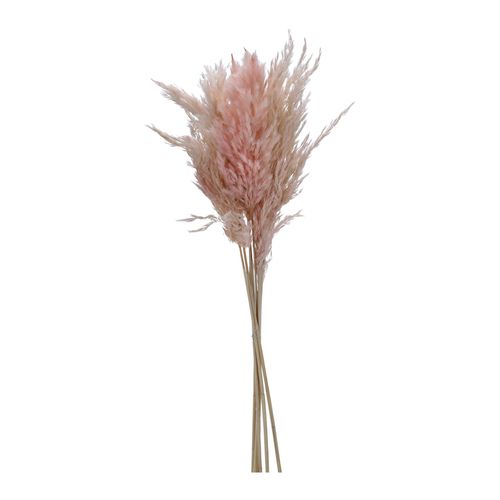 4032037786967 - Trockenblume PAMPASGRAS PINK (BHT 8x75x8 cm) 4032037786967 - Trockenblume PAMPASGRAS PINK (BHT 8x75x8 cm)