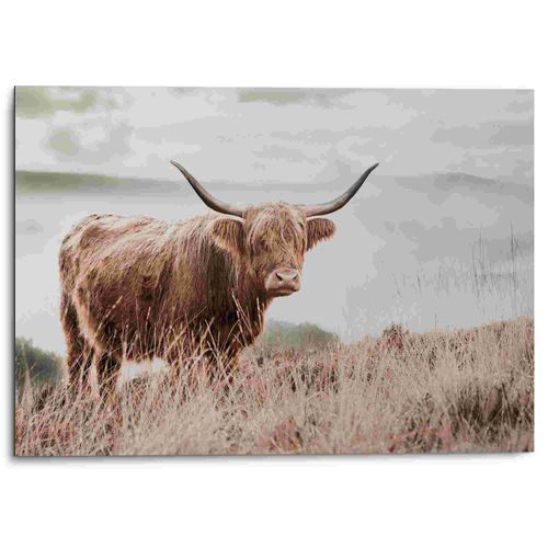 8714597635287 - Alu-Dibond-Druck REINDERS Hochland Rind Bilder Gr B H T 70 cm x 50 cm x 2 cm braun Metallbilder 8714597635287 - Alu-Dibond-Druck REINDERS Hochland Rind Bilder Gr B H T 70 cm x 50 cm x 2 cm braun Metallbilder