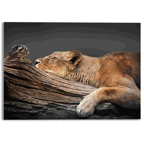 8714597635379 - Acrylglasbild REINDERS Ruhende Löwin Bilder Gr B H T 70 cm x 50 cm x 2 cm braun Acrylglasbilder 8714597635379 - Acrylglasbild REINDERS Ruhende Löwin Bilder Gr B H T 70 cm x 50 cm x 2 cm braun Acrylglasbilder