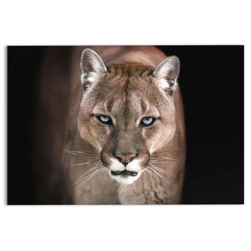 8714597551082 - Glasbild COUGAR (BH 78x116 cm) 8714597551082 - Glasbild COUGAR (BH 78x116 cm)