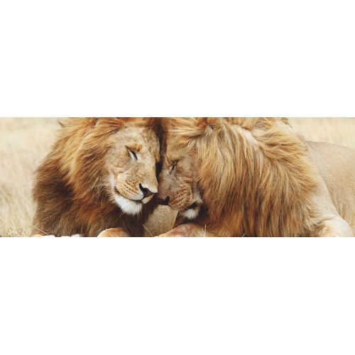 8714597556315 - Wandbild REINDERS Löwenliebe Bilder Gr B H 118 cm x 40 cm Querformat braun Kunstdrucke Bilder 8714597556315 - Wandbild REINDERS Löwenliebe Bilder Gr B H 118 cm x 40 cm Querformat braun Kunstdrucke Bilder