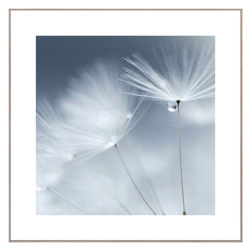 8714597577914 - Wandbild REINDERS Slim Frame Wood 50x50 Dewdrop Dandelion Bilder Gr B H T 50 cm x 50 cm x 2 cm quadratisch weiß Kunstdrucke Bilder 8714597577914 - Wandbild REINDERS Slim Frame Wood 50x50 Dewdrop Dandelion Bilder Gr B H T 50 cm x 50 cm x 2 cm quadratisch weiß Kunstdrucke Bilder