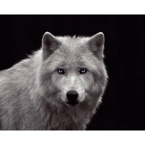 8714597560701 - Wandbild REINDERS Weißer Wolf Bilder Gr B H T 50 cm x 40 cm x 2 cm schwarz (schwarz weiß) Kunstdrucke 8714597560701 - Wandbild REINDERS Weißer Wolf Bilder Gr B H T 50 cm x 40 cm x 2 cm schwarz (schwarz weiß) Kunstdrucke