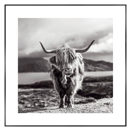 8714597577884 - Wandbild REINDERS Slim Frame Black 50x50 Highland Cow Bilder Gr B H T 50 cm x 50 cm x 2 cm quadratisch schwarz Kunstdrucke Bilder 8714597577884 - Wandbild REINDERS Slim Frame Black 50x50 Highland Cow Bilder Gr B H T 50 cm x 50 cm x 2 cm quadratisch schwarz Kunstdrucke Bilder