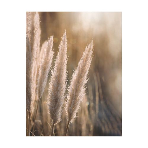 8714597611182 - Kunstdruck REINDERS Pampas Bilder Gr B H T 40 cm x 50 cm x 16 cm beige Kunstdrucke 8714597611182 - Kunstdruck REINDERS Pampas Bilder Gr B H T 40 cm x 50 cm x 16 cm beige Kunstdrucke