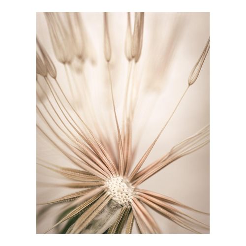 8714597611205 - Kunstdruck REINDERS Pusteblume Bilder Gr B H T 40 cm x 50 cm x 16 cm beige Kunstdrucke 8714597611205 - Kunstdruck REINDERS Pusteblume Bilder Gr B H T 40 cm x 50 cm x 16 cm beige Kunstdrucke
