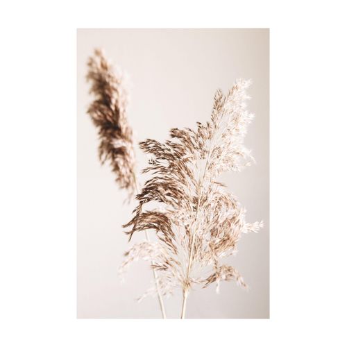 8714597611342 - Bild REINDERS Gerahmtes Pampasgras Natur - Pflanze Bilder Gr B H 50 cm x 70 cm Pflanzen 1 St grün (khaki) Kunstdrucke 8714597611342 - Bild REINDERS Gerahmtes Pampasgras Natur - Pflanze Bilder Gr B H 50 cm x 70 cm Pflanzen 1 St grün (khaki) Kunstdrucke