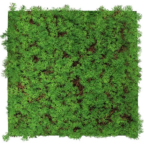 4250055118724 - Modular Wall Akustik 3D Paneele 520 x 520 mm Thuja Tea Tree Kunst Pflanzwand Naturfaser - Jangal