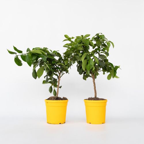 7428475855377 - Plant in a Box - Zitronenbaum - 2 Stk - Citrus limon - Höhe 60-70cm - Topf 19cm