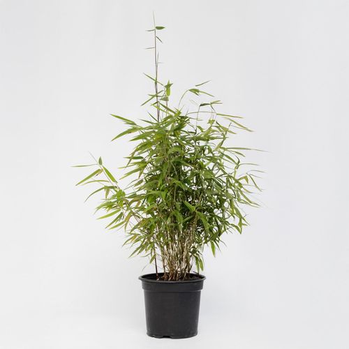 8721278900480 - Plant in a Box - Bambus - Fargesia nitida Red Dragon - Höhe 60-80cm - Topf 17cm 8721278900480 - Plant in a Box - Bambus - Fargesia nitida Red Dragon - Höhe 60-80cm - Topf 17cm