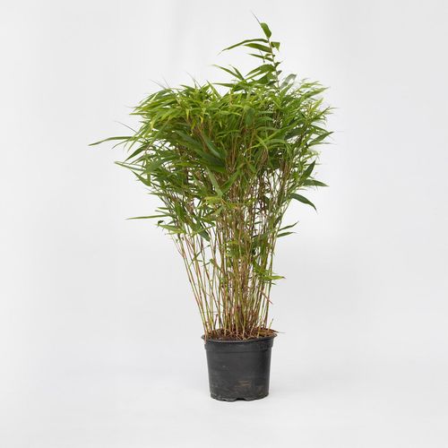 8721278900497 - Plant in a Box - Bambus - Fargesia nitida Gansu - Höhe 50-70cm - Topf 17cm 8721278900497 - Plant in a Box - Bambus - Fargesia nitida Gansu - Höhe 50-70cm - Topf 17cm