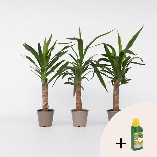 7428470853828 - Plant in a Box - Palmlilie - 6 Stk - Yucca elephantipes - Höhe 50-60cm - Topf 14cm