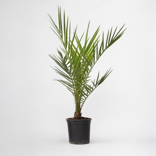 8721278900466 - Plant in a Box - Kanarische Dattelpalme - Phoenix canariensis - Höhe 50-60cm - Topf 15cm