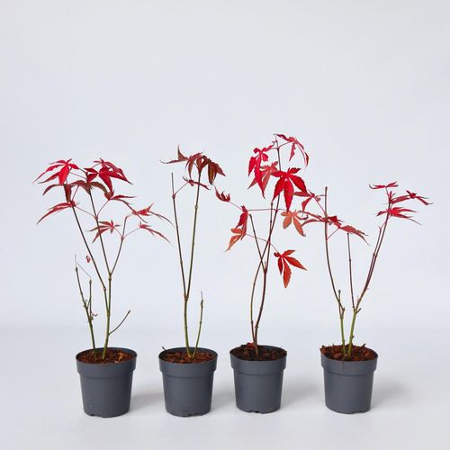 6097242612676 - Plant in a Box - Japanischer Ahorn - 4 Stk - Acer palmatum atropurpureum - Höhe 25-40cm - ø105cm 6097242612676 - Plant in a Box - Japanischer Ahorn - 4 Stk - Acer palmatum atropurpureum - Höhe 25-40cm - ø105cm