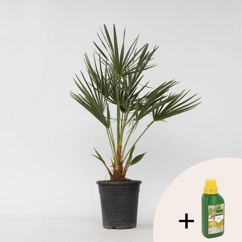 7428470784603 - Plant in a Box - Bergpalme - Chamaerops humilis - Höhe 70-80cm - Topf 21cm 7428470784603 - Plant in a Box - Bergpalme - Chamaerops humilis - Höhe 70-80cm - Topf 21cm