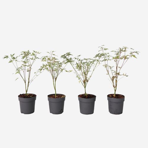 6097230817809 - Plant in a Box - Japanischer Ahorn - 4 Stk - Acer palmatum Butterfly - Höhe 25-40cm - ø105cm 6097230817809 - Plant in a Box - Japanischer Ahorn - 4 Stk - Acer palmatum Butterfly - Höhe 25-40cm - ø105cm