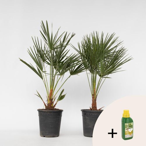 7428472701370 - Plant in a Box - Bergpalme - 2 Stk - Chamaerops humilis - Höhe 70-80cm - Topf 21cm 7428472701370 - Plant in a Box - Bergpalme - 2 Stk - Chamaerops humilis - Höhe 70-80cm - Topf 21cm